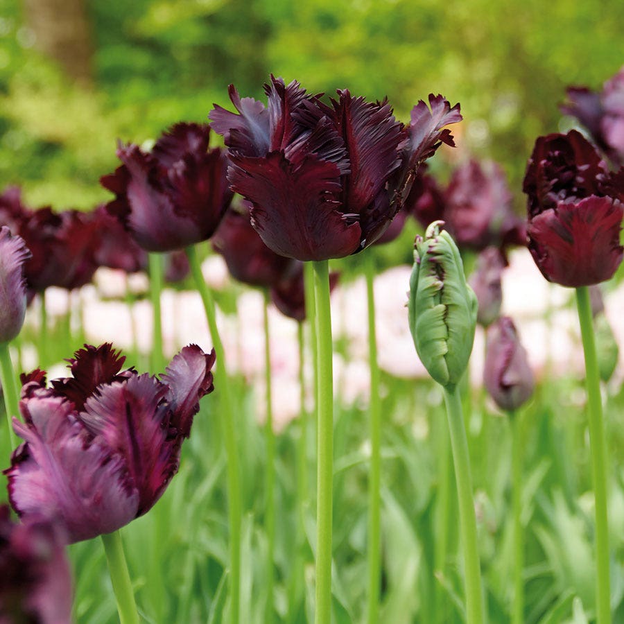 Tulipa Black Parrot Tulip Bulbs