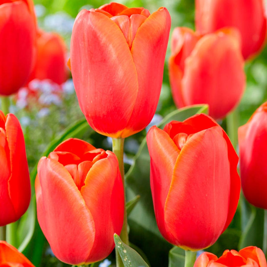 Tulipa Orange Juice Tulip Bulbs