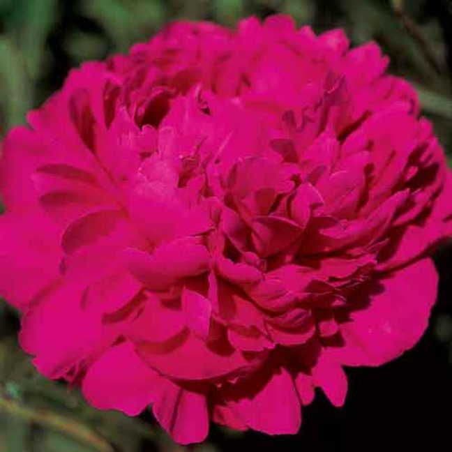 Paeonia 'Kansas'