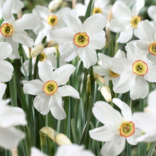 Narcissus Pheasant's Eye Daffodil Bulbs