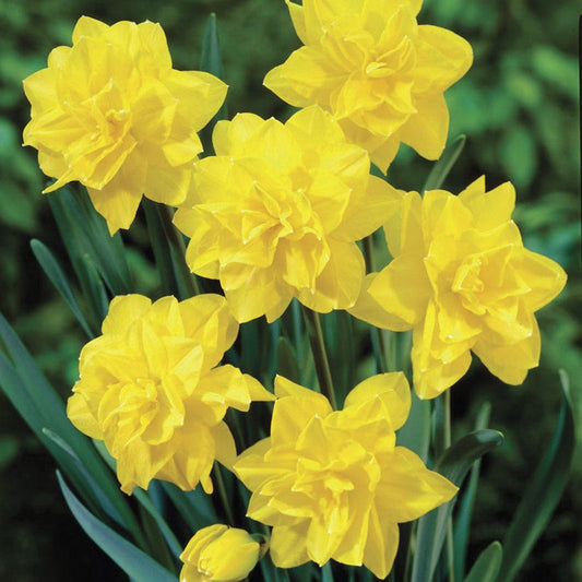 Narcissus Golden Ducat Daffodil Bulbs