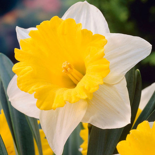 Narcissus Goblet Daffodil Bulbs