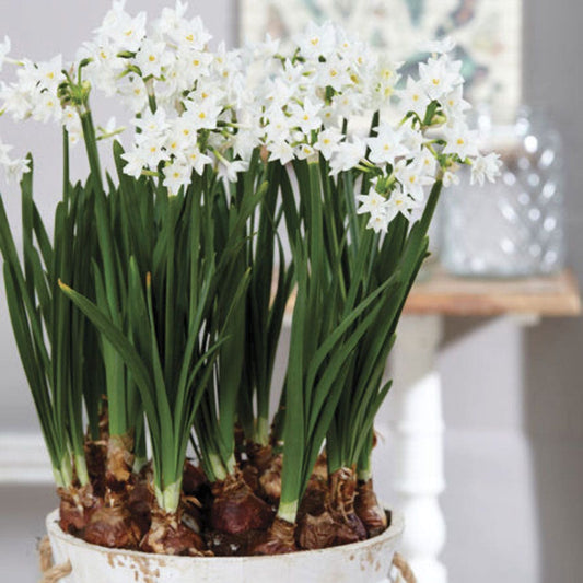 Narcissus Mammoth Paperwhite Bulbs