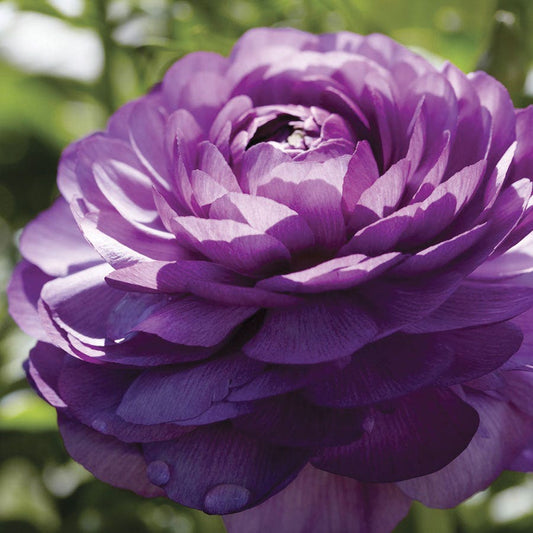 Ranunculus Double Purple Buttercup Bulbs