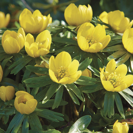 Eranthis Winter Aconite Bulbs