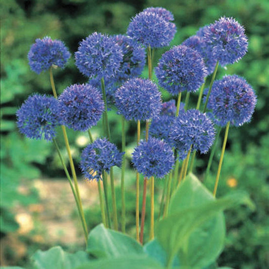 Allium Azureum Blue Globe Ornamental Onion Bulbs
