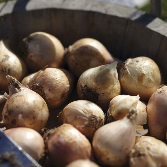 Allium Azureum Blue Globe Ornamental Onion Bulbs