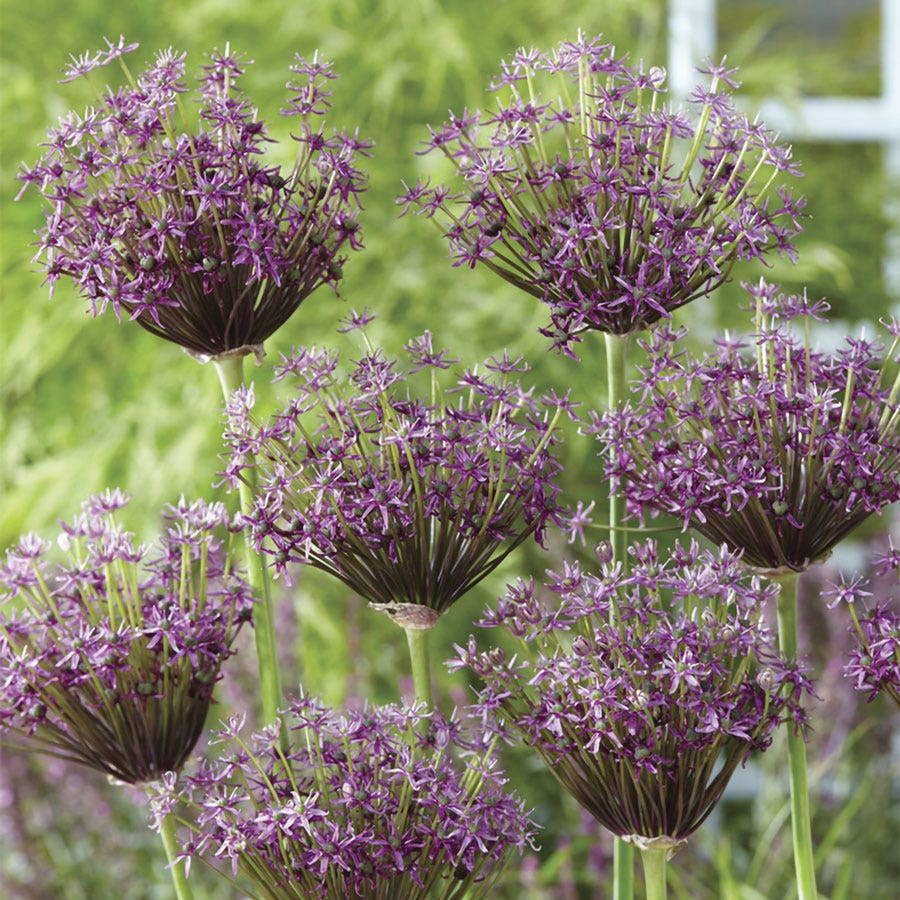 Allium Miami Ornamental Onion Bulbs