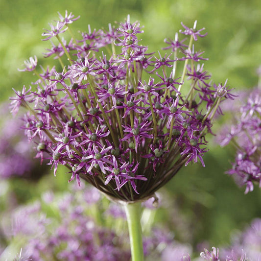 Allium Miami Ornamental Onion Bulbs