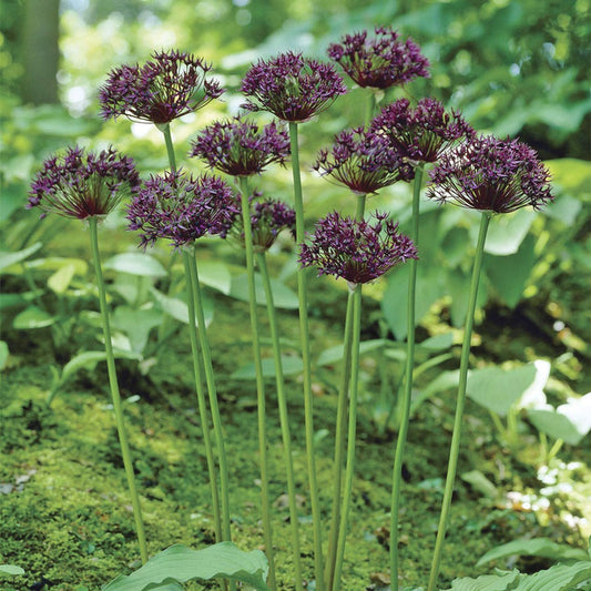 Allium Firmament Ornamental Onion Bulbs
