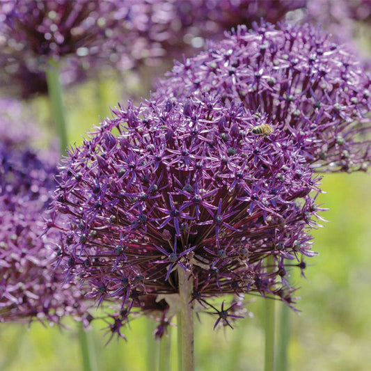 Allium Firmament Ornamental Onion Bulbs