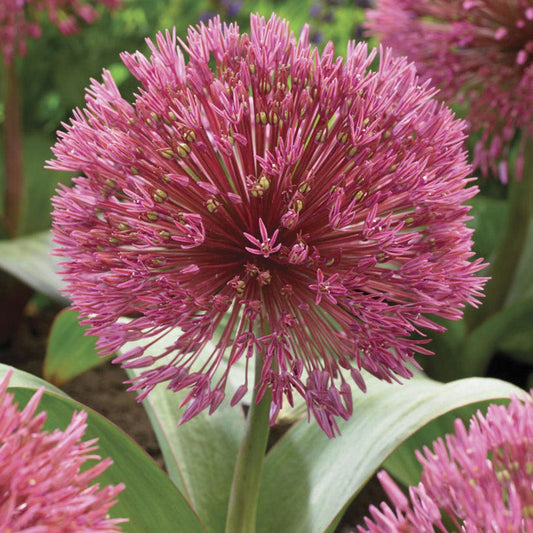 Allium Nevskianum Ornamental Onion Bulbs