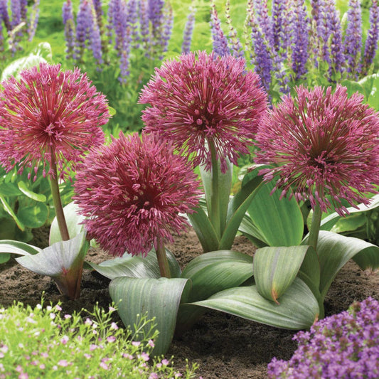 Allium Nevskianum Ornamental Onion Bulbs