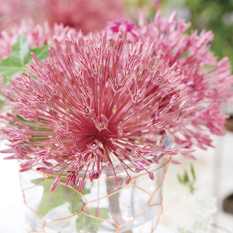Allium Nevskianum Ornamental Onion Bulbs