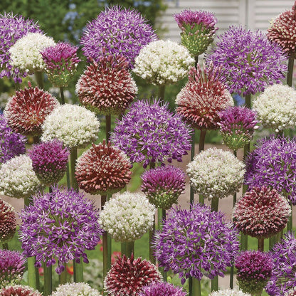 Allium Collectors Blend Ornamental Onion Bulbs