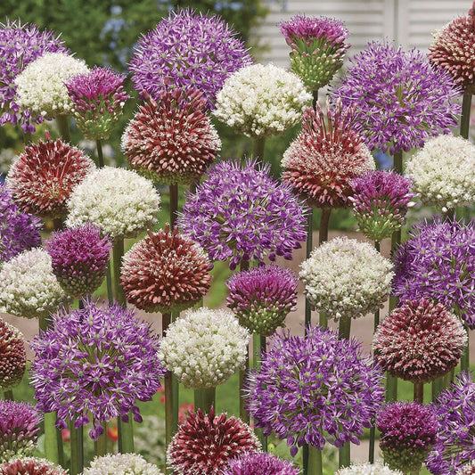 Allium Collectors Blend Ornamental Onion Bulbs