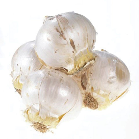 Allium Collectors Blend Ornamental Onion Bulbs