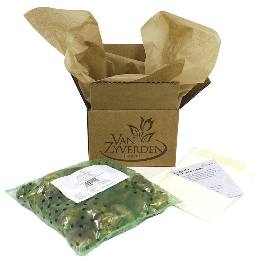Allium Collectors Blend Ornamental Onion Bulbs