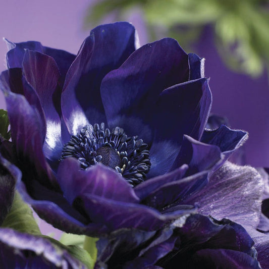 Anemone Darkest Blue Windflower Bulbs