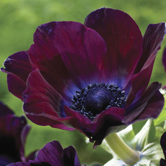 Anemone Meron Bordeaux Windflower Bulbs