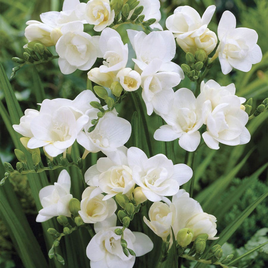Freesia Double Blooming White Bulbs