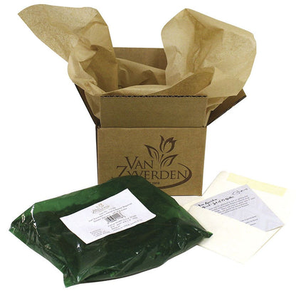 Lilium Asiatic Lily Mix Bulbs