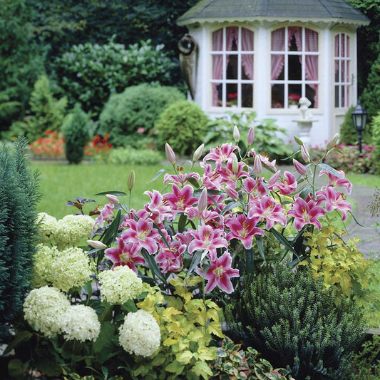Lilium Stargazer Oriental Lily Bulbs