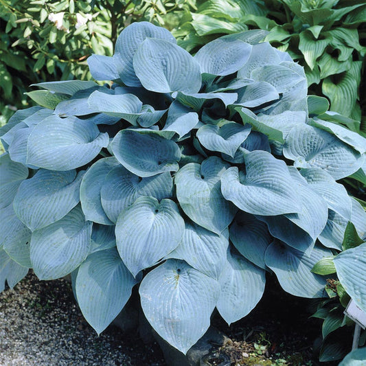 Hosta 'Elegans' Plantain Lily
