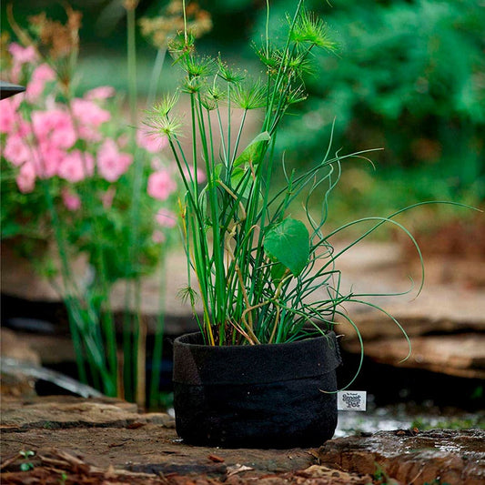 Smart Pot® Pond Pot 1-Gallon Fabric Planter (Black)