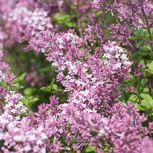 Syringa Dwarf Korean Lilac Tree Form