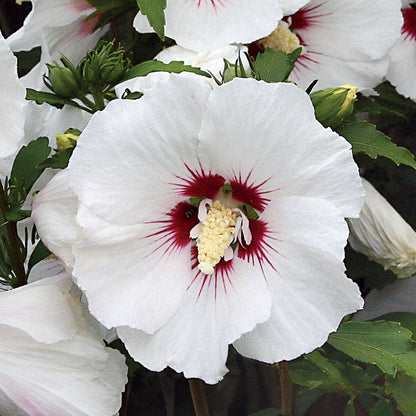 Hibiscus 'Red Heart' Rose of Sharon Tree Form