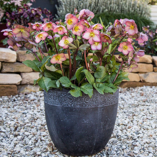 Helleborus Frostkiss® Cheryl's Shine®