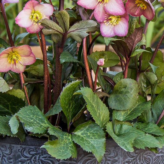 Helleborus Frostkiss® Cheryl's Shine®