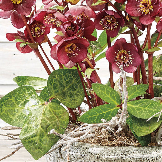 Helleborus Frostkiss® Vibey Velvet™