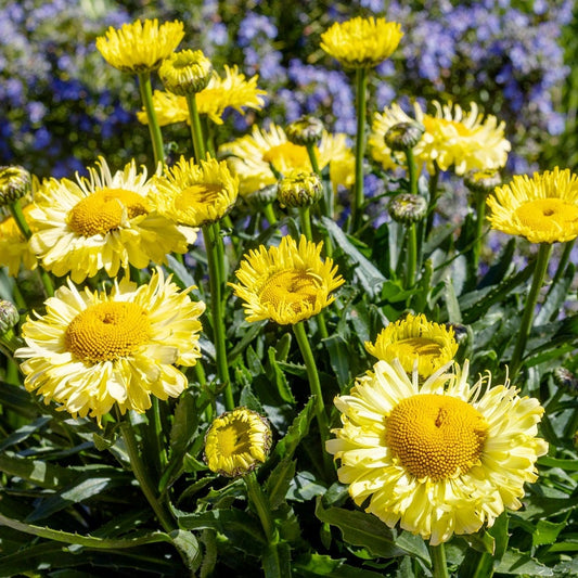 Leucanthemum Realflor® 'Real Jewel' Shasta Daisy