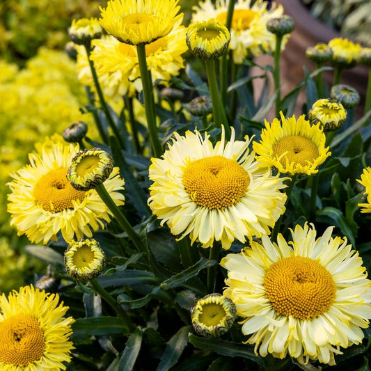Leucanthemum Realflor® 'Real Jewel' Shasta Daisy
