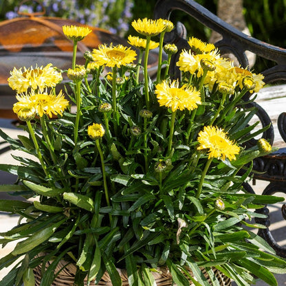 Leucanthemum Realflor® 'Real Jewel' Shasta Daisy