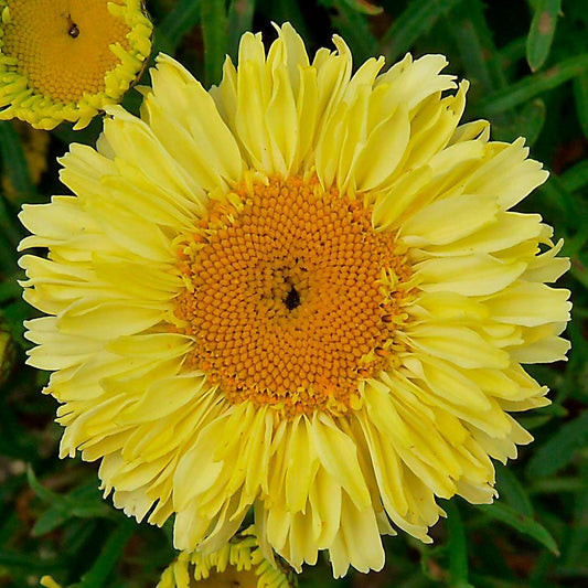 Leucanthemum Realflor® 'Real Goldcup' Shasta Daisy