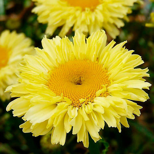 Leucanthemum Realflor® 'Real Goldcup' Shasta Daisy