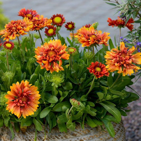 Gaillardia Realflor® 'Sunset Orange Ruffles' Blanket Flower