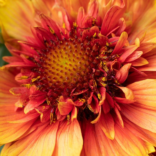 Gaillardia Realflor® 'Sunset Orange Ruffles' Blanket Flower