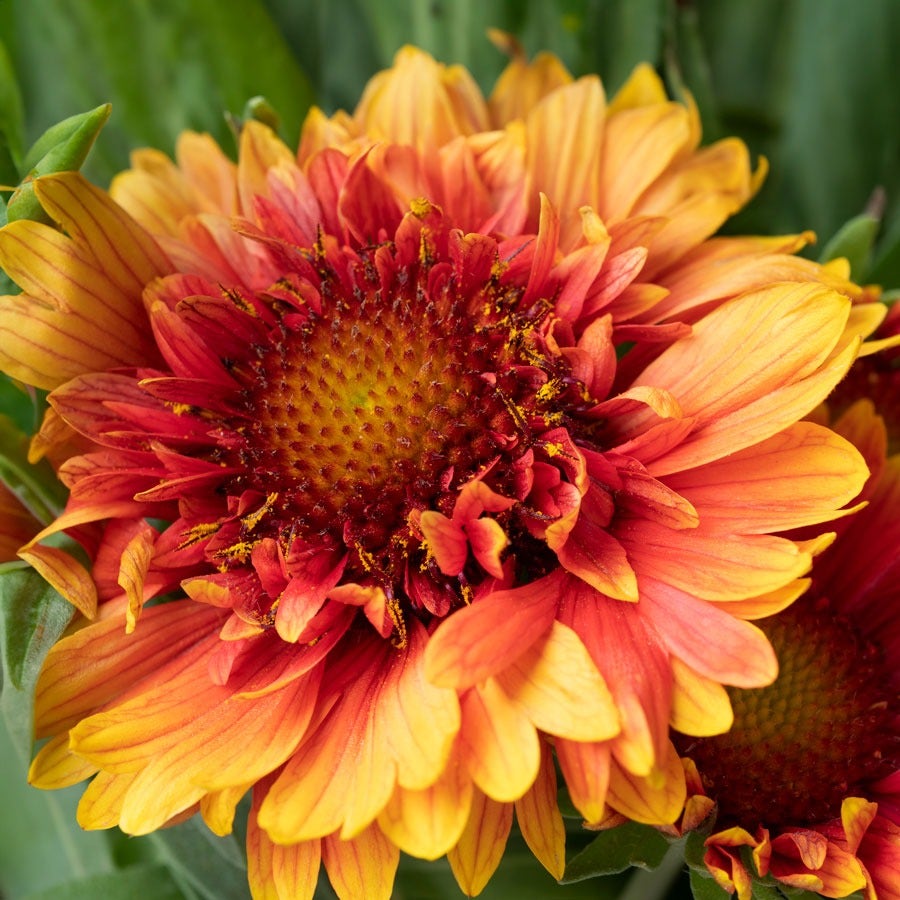 Gaillardia Realflor® 'Sunset Orange Ruffles' Blanket Flower