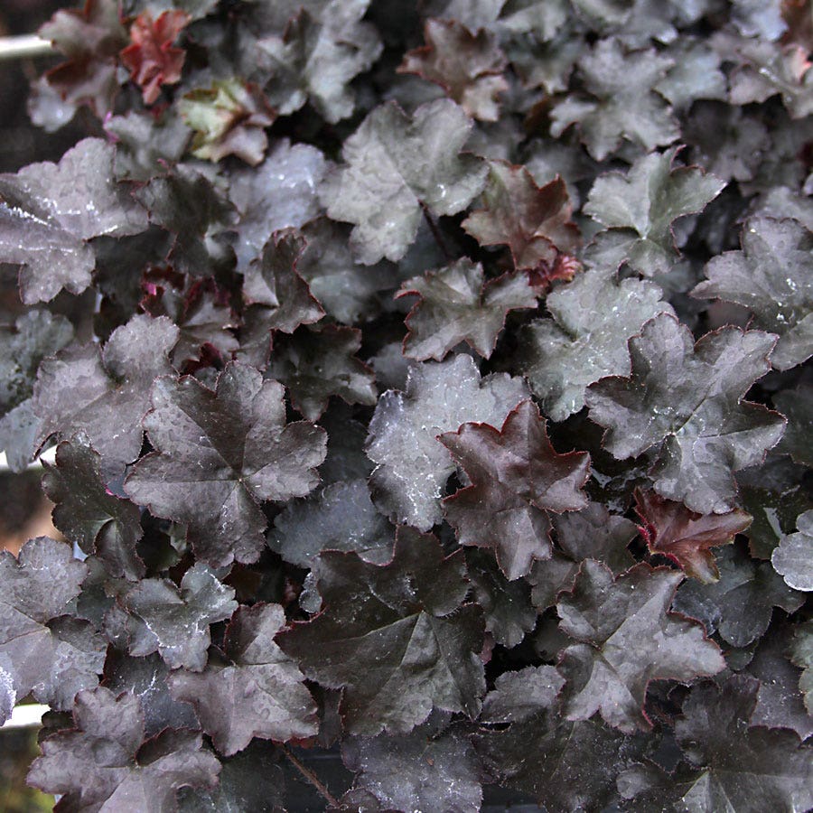 Heuchera 'Blackout' Coral Bells