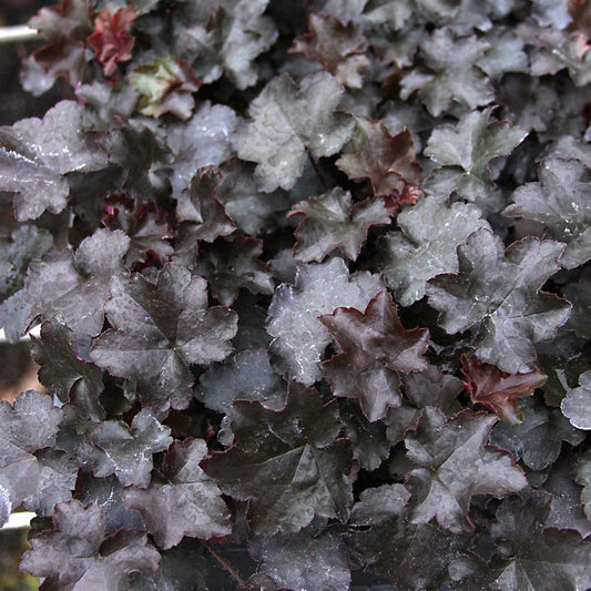 Heuchera 'Blackout' Coral Bells
