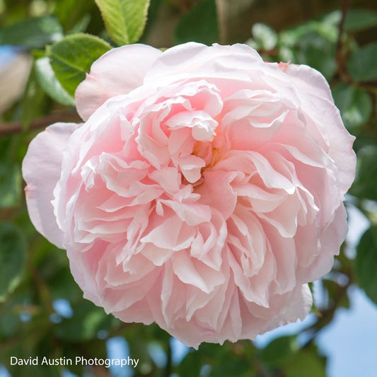 Rose The Generous Gardener®