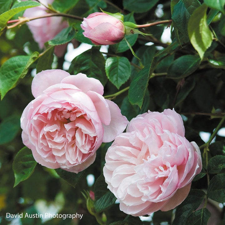 David Austin® English Roses for Sale – Wayside Gardens