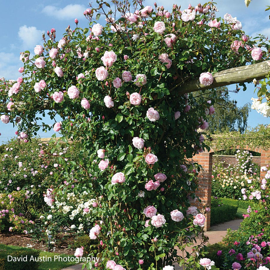 Rose The Generous Gardener®