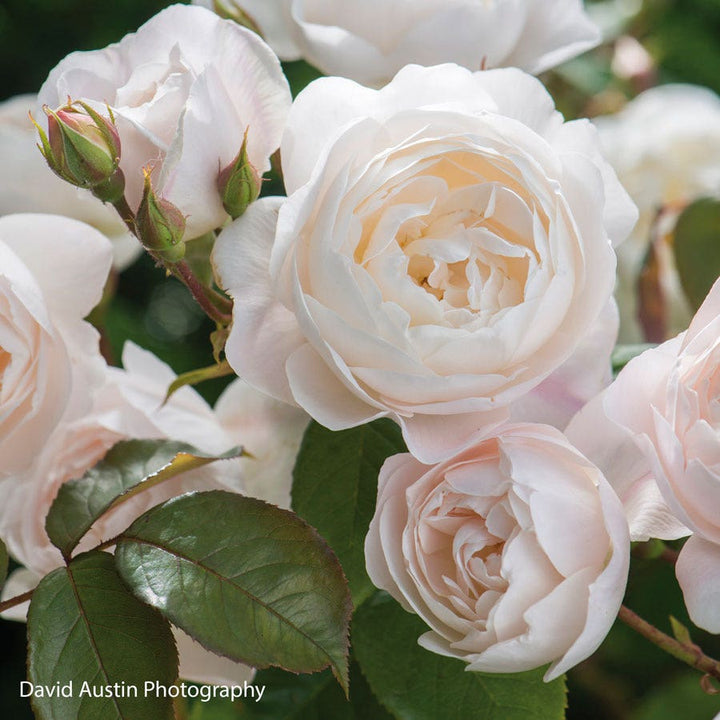 Englsih Roses David Austin® English Roses for Sale – Wayside Gardens