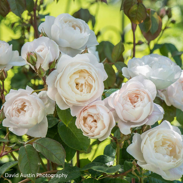 David Austin® English Roses for Sale – Wayside Gardens