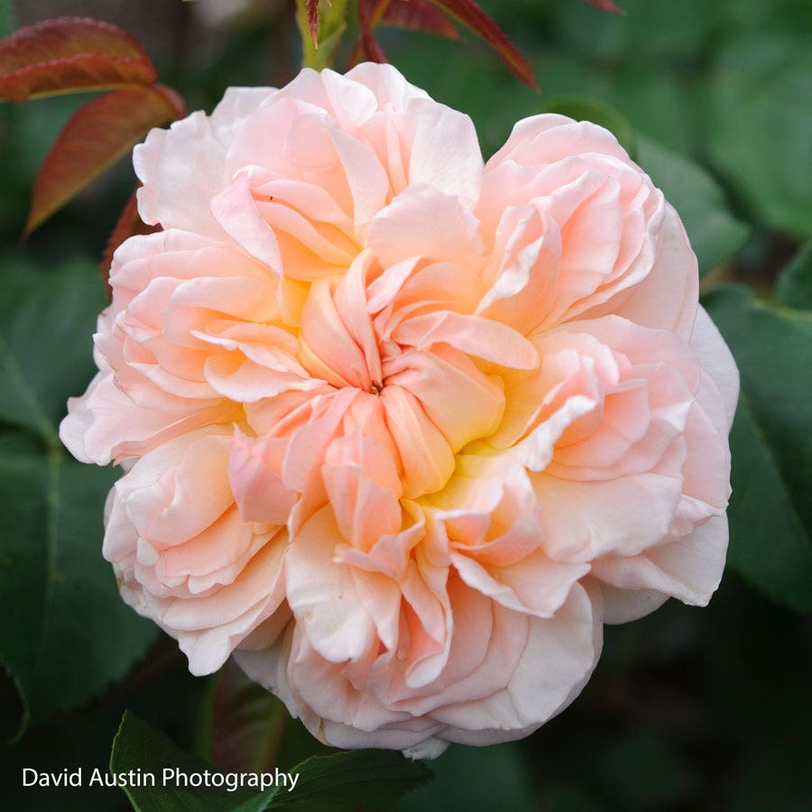 Rosa Evelyn®